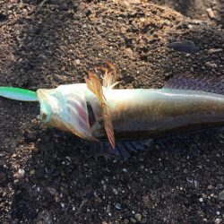 ジグサビキで五目釣り